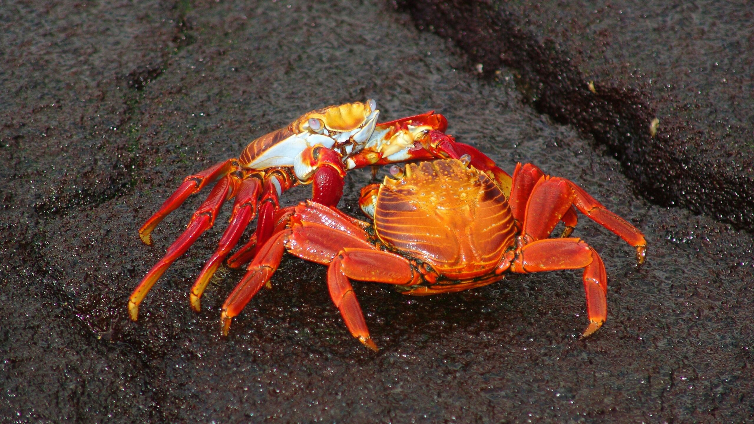 Social Skills Benefits of Youth Sports crabs fighting